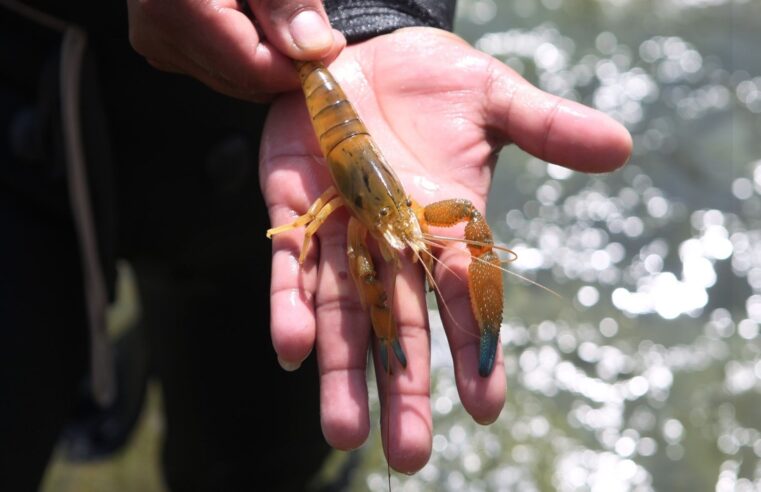 Pescadores esperan mejorar su situación después de resiembra de camarón