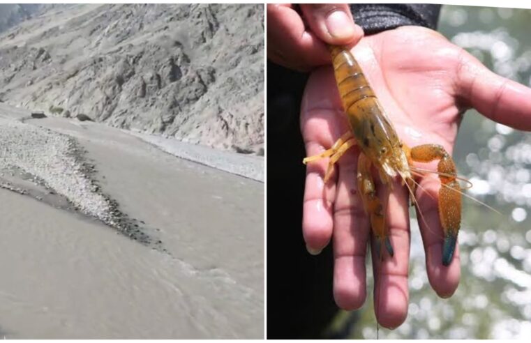 La vida en el río Camaná está desapareciendo