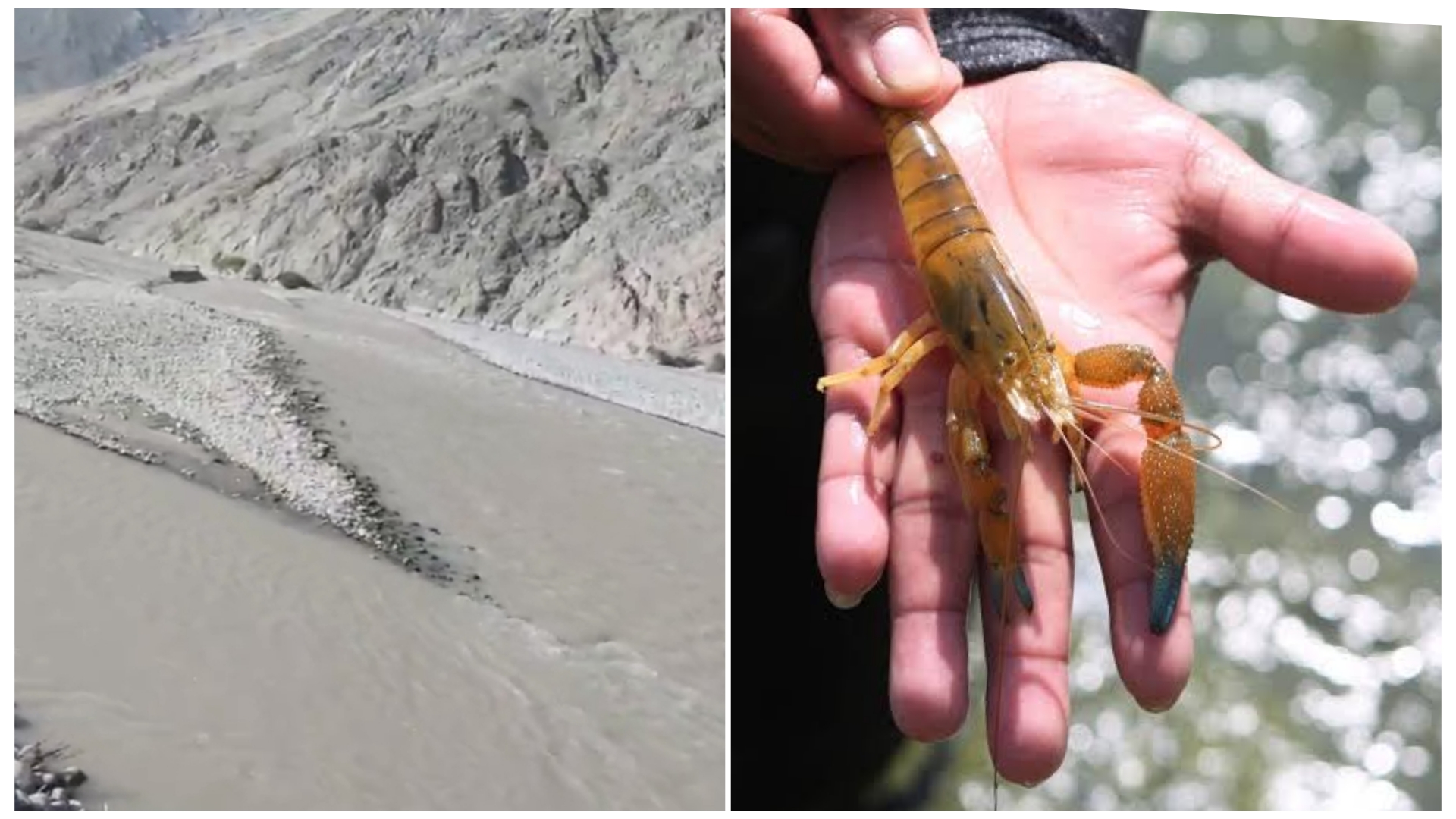 La vida en el río Camaná está desapareciendo