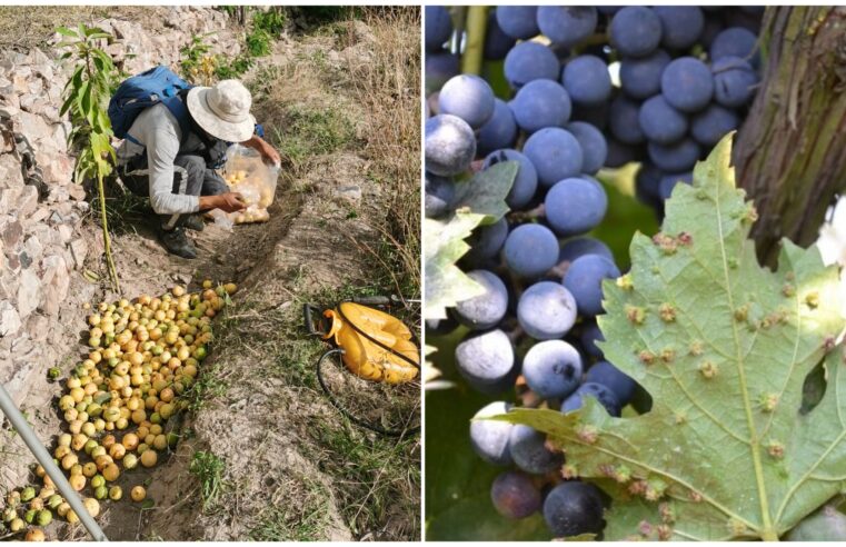 Plagas están matando el valle frutícola en Quechualla