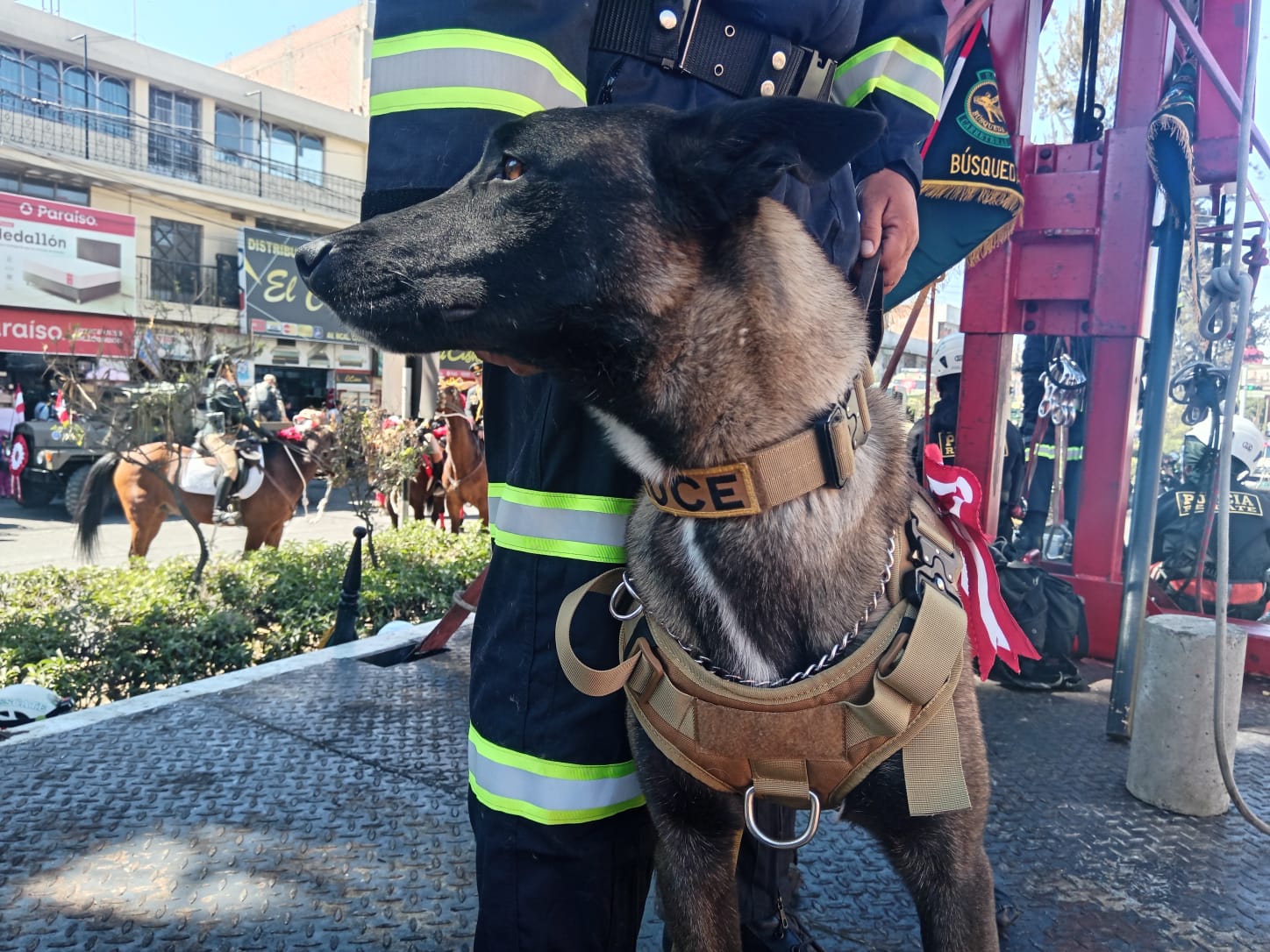 Conoce a Bruce, un perro policía antidrogas en Arequipa