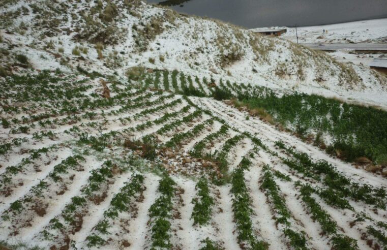 Bajas temperaturas afectan la producción agropecuaria y pesquera