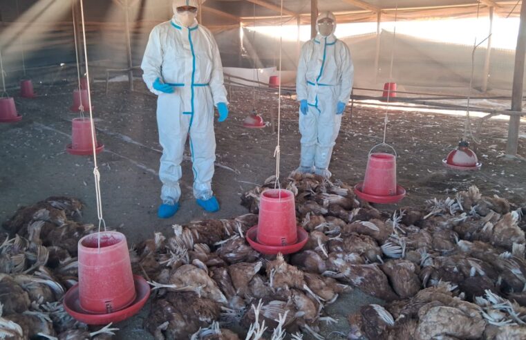 Fiscalía realizó operativo en granja por brote de gripe Aviar