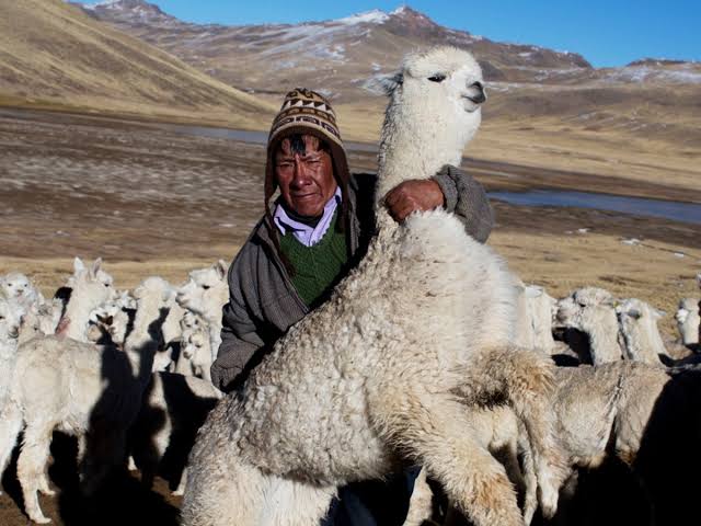 Alertan que alpaqueros fallecerán junto a sus animales por ola de frío en Arequipa