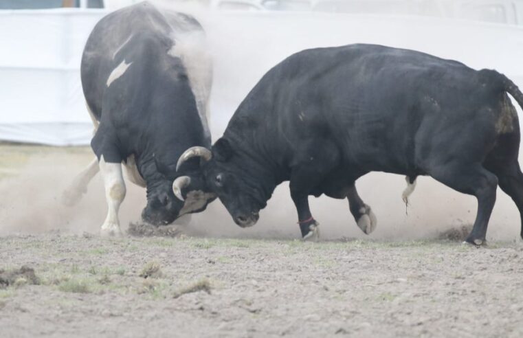 Primer toro de pelea clonado nacería el 2025 en Arequipa