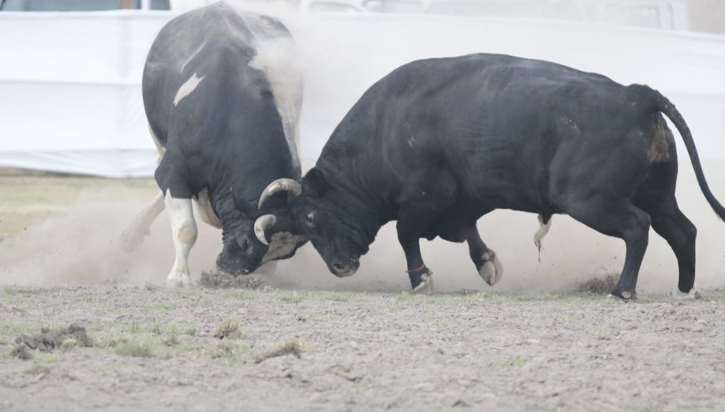 Primer toro de pelea clonado nacería el 2025 en Arequipa