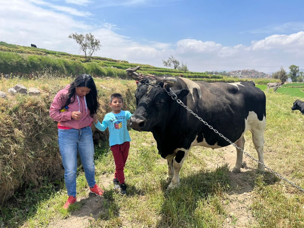 ADN del toro de pelea "Dinamita" es estudiado por científicos.