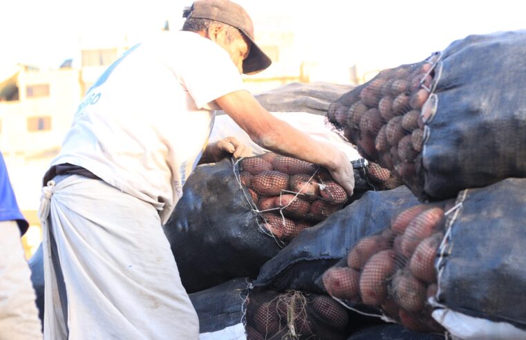 Arequipa: caída del precio de la papa afecta a agricultores