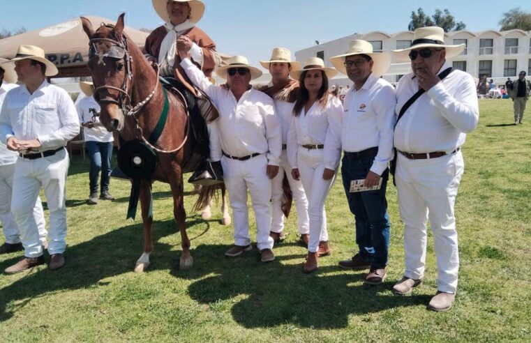 Concurso de caballos de paso se realiza en Sabandía