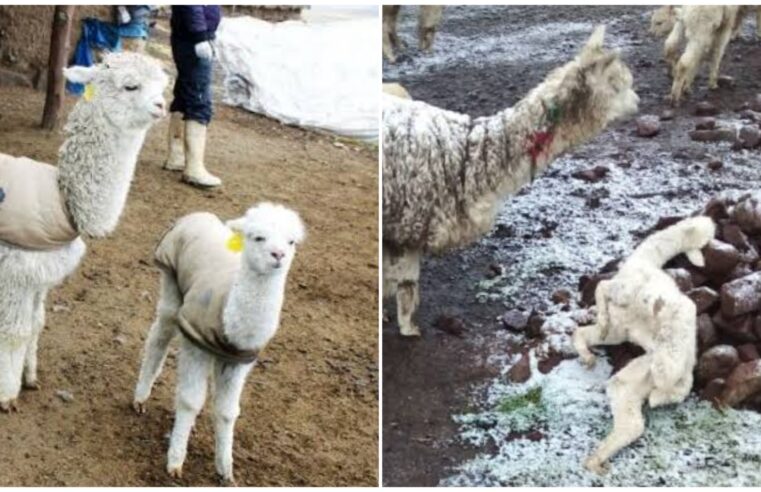 GRA repartirá este año menos chalecos térmicos a crías de alpacas y llamas