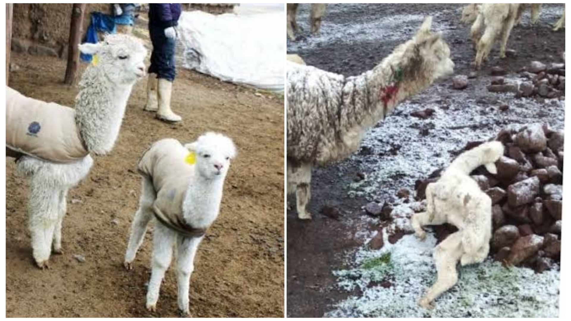 GRA repartirá este año menos chalecos térmicos a crías de alpacas y llamas