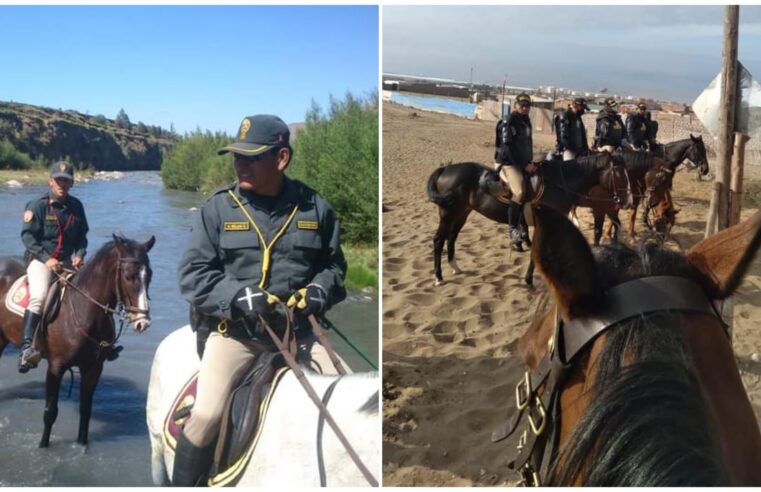 En Arequipa 34 caballos policía luchan contra la delincuencia