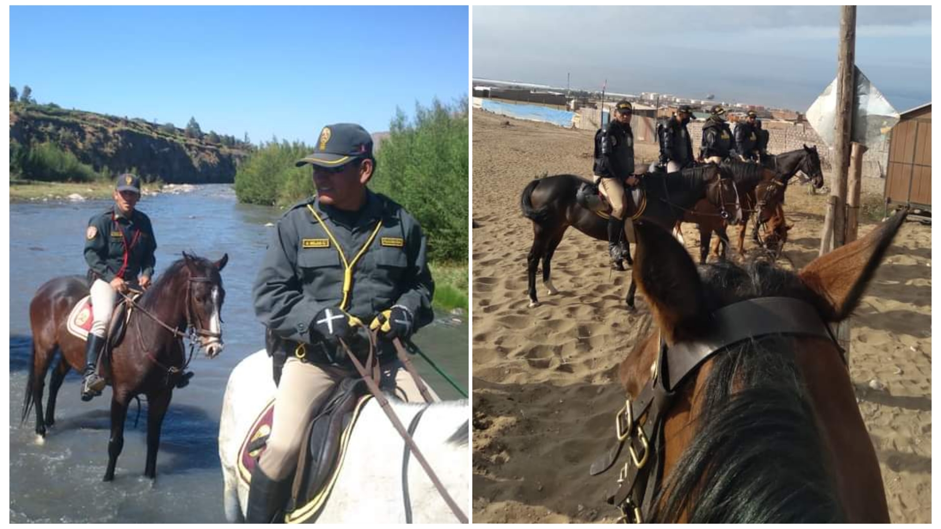 En Arequipa 34 caballos policía luchan contra la delincuencia