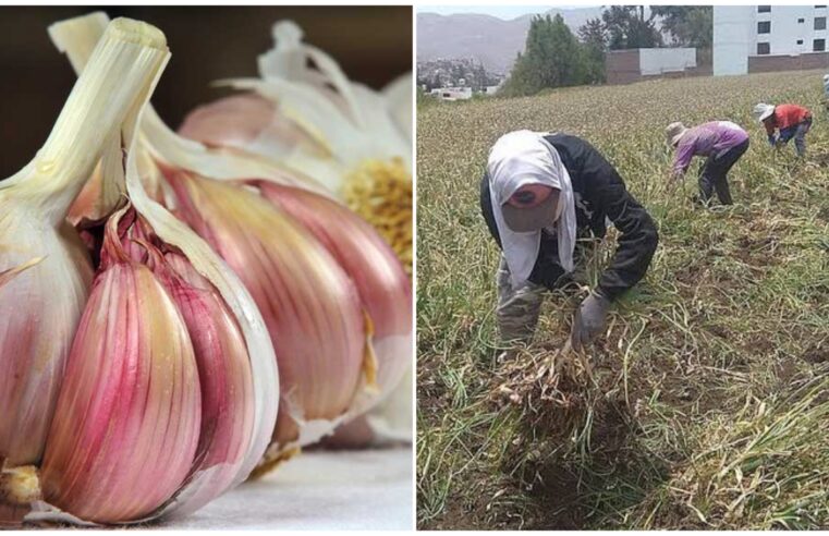 Precio del kilo de ajo arequipeño seguirá bajando