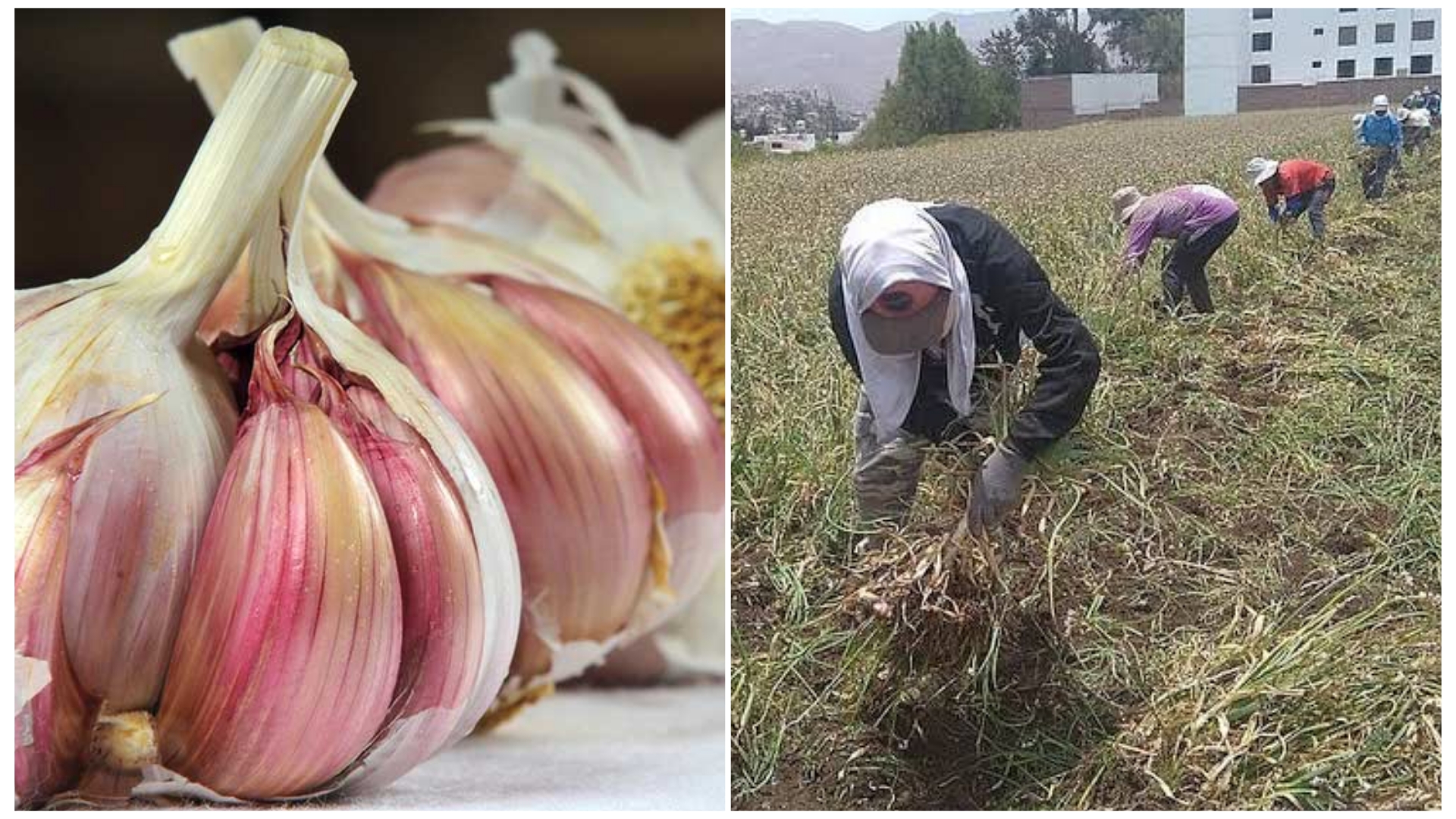 Precio del kilo de ajo arequipeño seguirá bajando