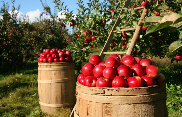 Las Variedades vegetales y el Certificado de Obtentor