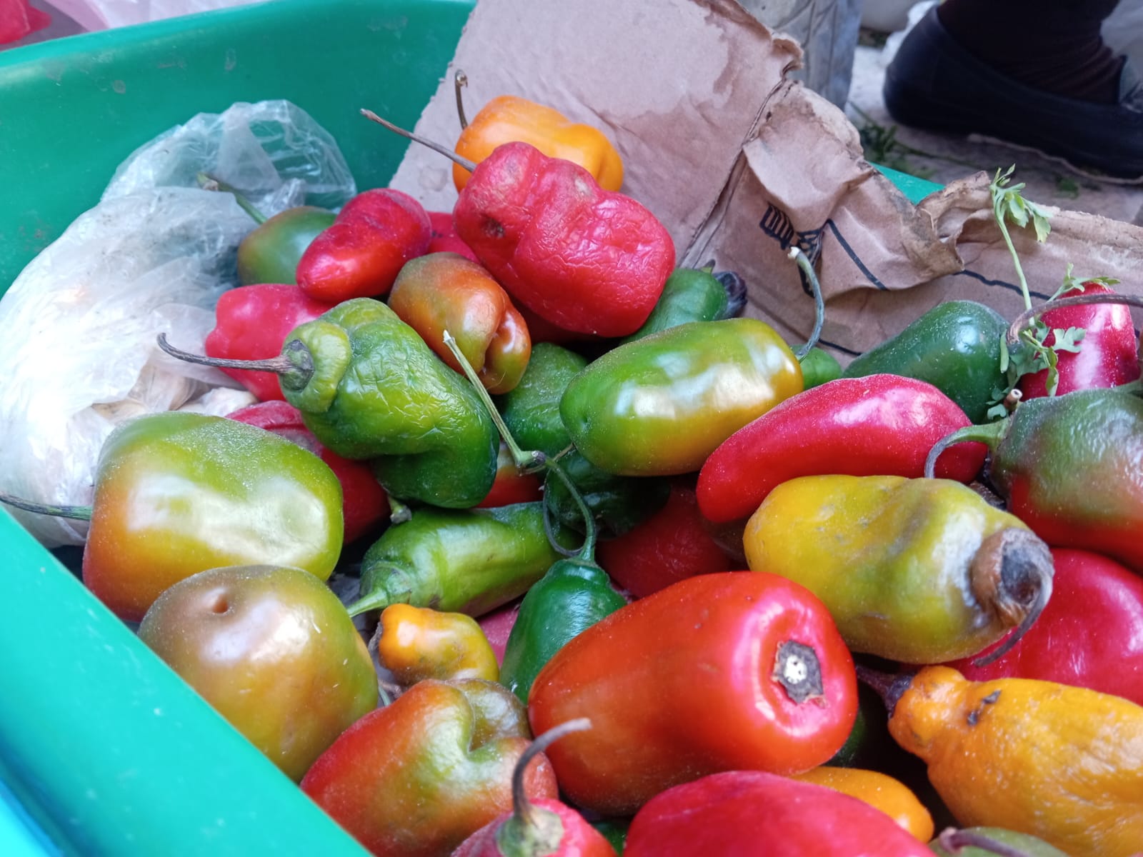 Escasea el rocoto arequipeño en los mercados