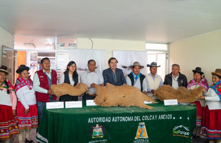 Realizarán chaku de vicuñas en San Juan de Tarucani