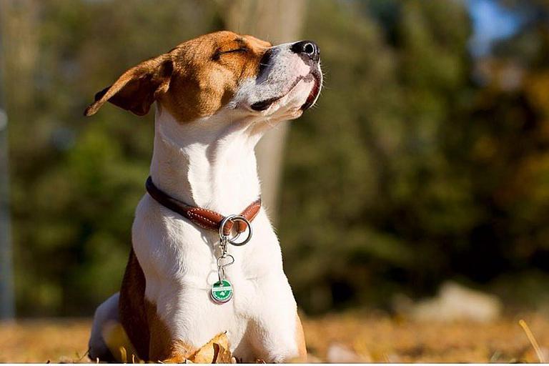 Conoce como cuidar a tu perro ante la ferocidad del sol arequipeño