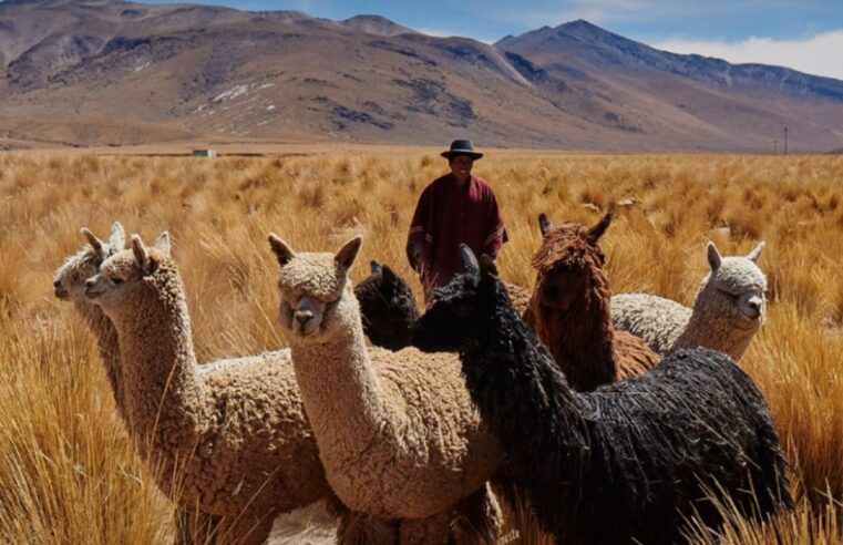 Perú es el primer productor mundial de fibra de alpaca