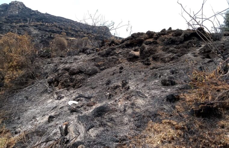 Extinguen incendios forestales registrados en Jesús y Cutervo