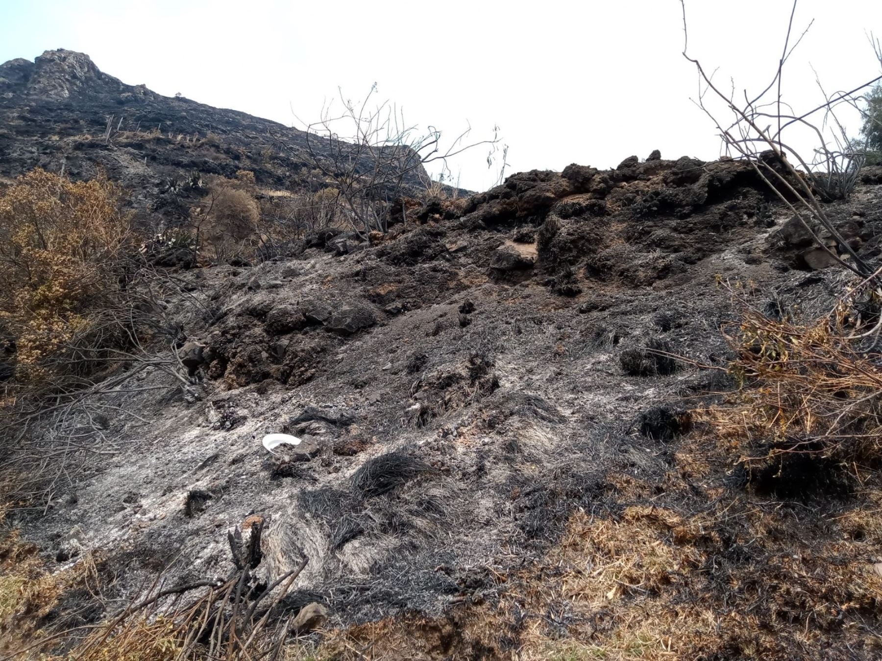 Extinguen incendios forestales registrados en Jesús y Cutervo