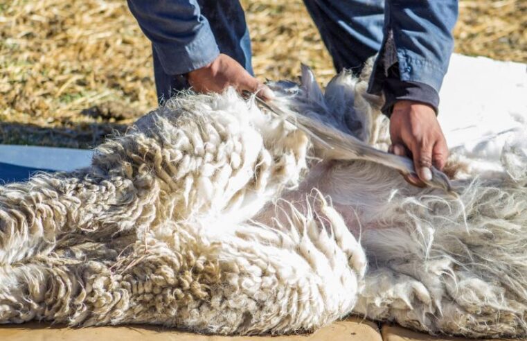 Aumentaron los envíos de fibra de alpaca y derivados