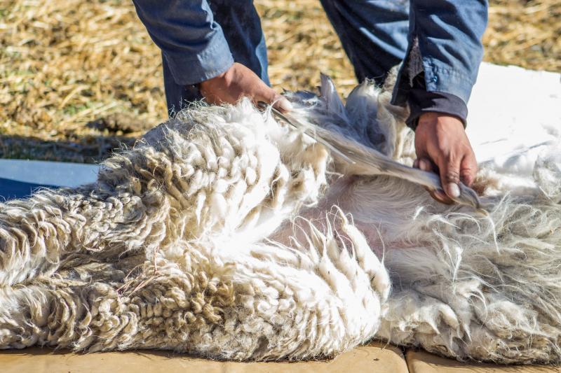 Aumentaron los envíos de fibra de alpaca y derivados