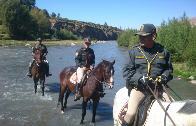 En Arequipa, 34 caballos policía luchan contra la delincuencia