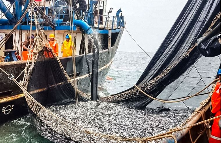 Fenómeno de La Niña no afectará producción de anchoveta