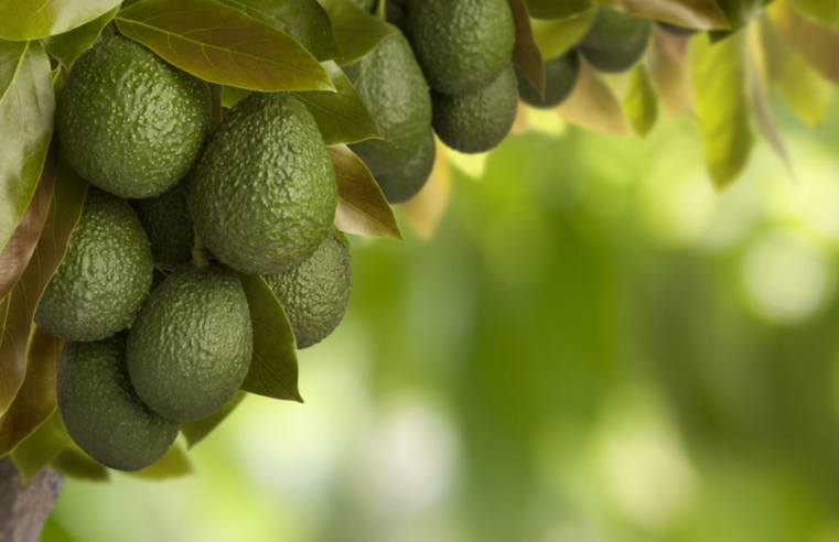 Limatambo logra acuerdos para exportar 1000 toneladas de palta