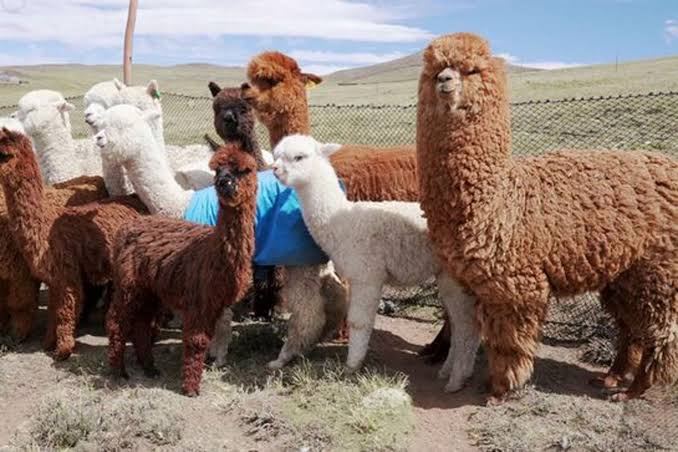 Perú es líder mundial en producción de fibra de alpaca y vicuña