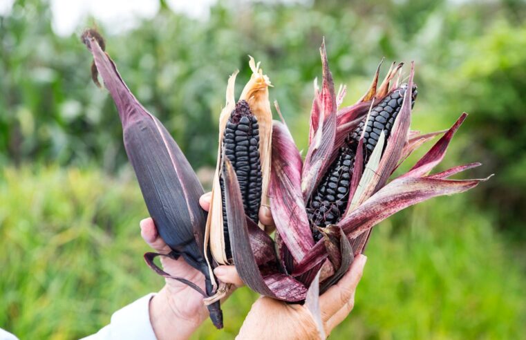 La Unión, Caylloma e Islay con mayor producción de maíz morado