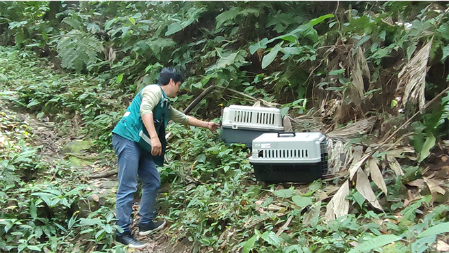 Serfor retorna a su hábitat natural a 2 monos hallados en San Román