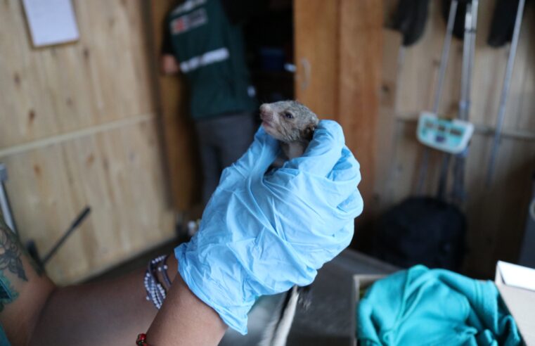 Solo 4 de cada 10 casos de animales silvestres sacados de su hábitat se resuelven