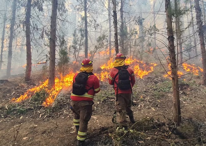 Incendios forestales destruyeron 555 hectáreas de cobertura natural