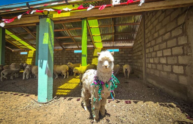 Gobierno construye 3080 cobertizos para 369 000 alpacas y ovinos