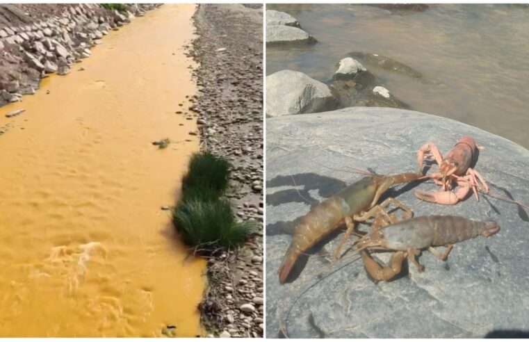 Gerente Ambiental afirma que la vida en el río Tambo está intacta y pescadores lo desmienten