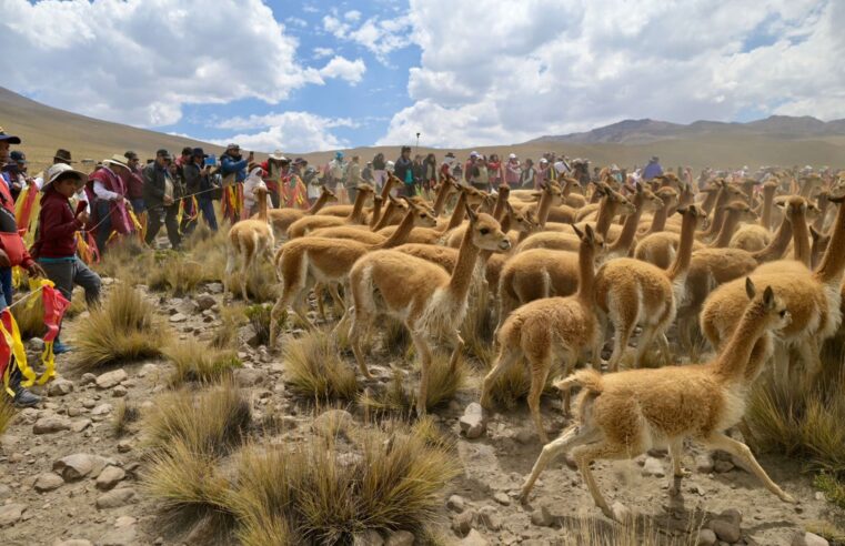 Arequipa celebró el tradicional ritual de esquila de vicuñas