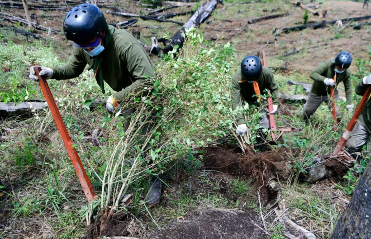 Mininter erradicó más de 16 200 hectáreas de hoja de coca