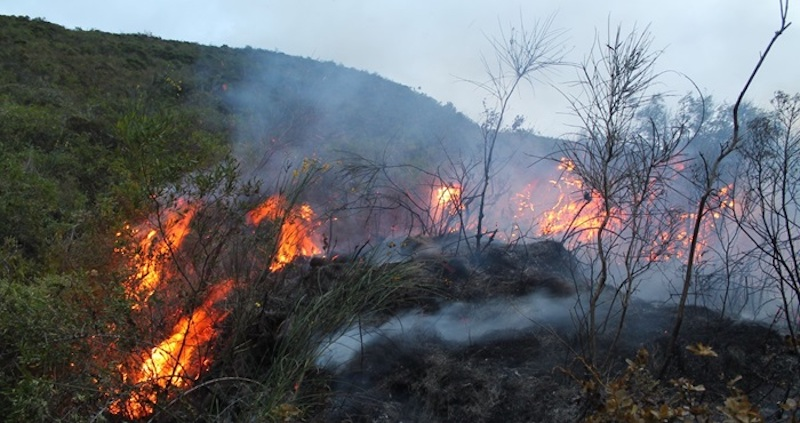 Mujer de 80 años es segunda víctima de incendios forestales