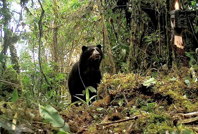 Está en riesgo el oso andino en ciudadela de Machu Picchu