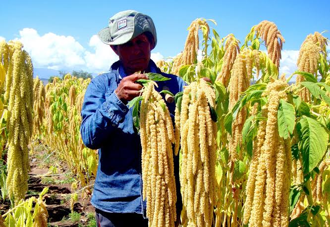 Agencias agrarias no convocan a los productores arequipeños para la Expoagro 2024