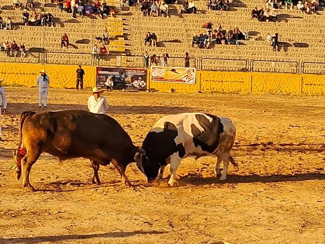 ¡Arequipa despide el 2024 con 13 peleas de toros!