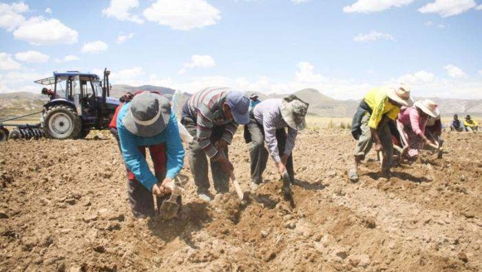 Indemnizan a más de 100 000 productores agrarios en regiones