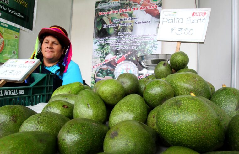 Descartan escasez de palta en los próximos años