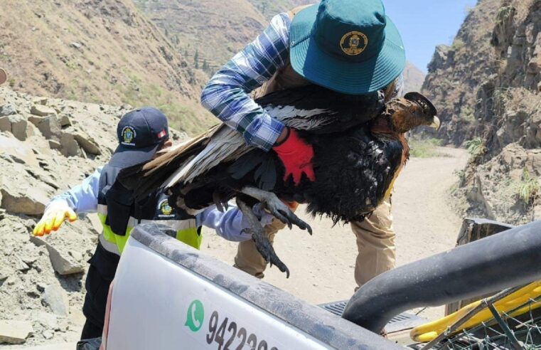 Rescatan y brindan atención a cóndor andino hallado en Sandia