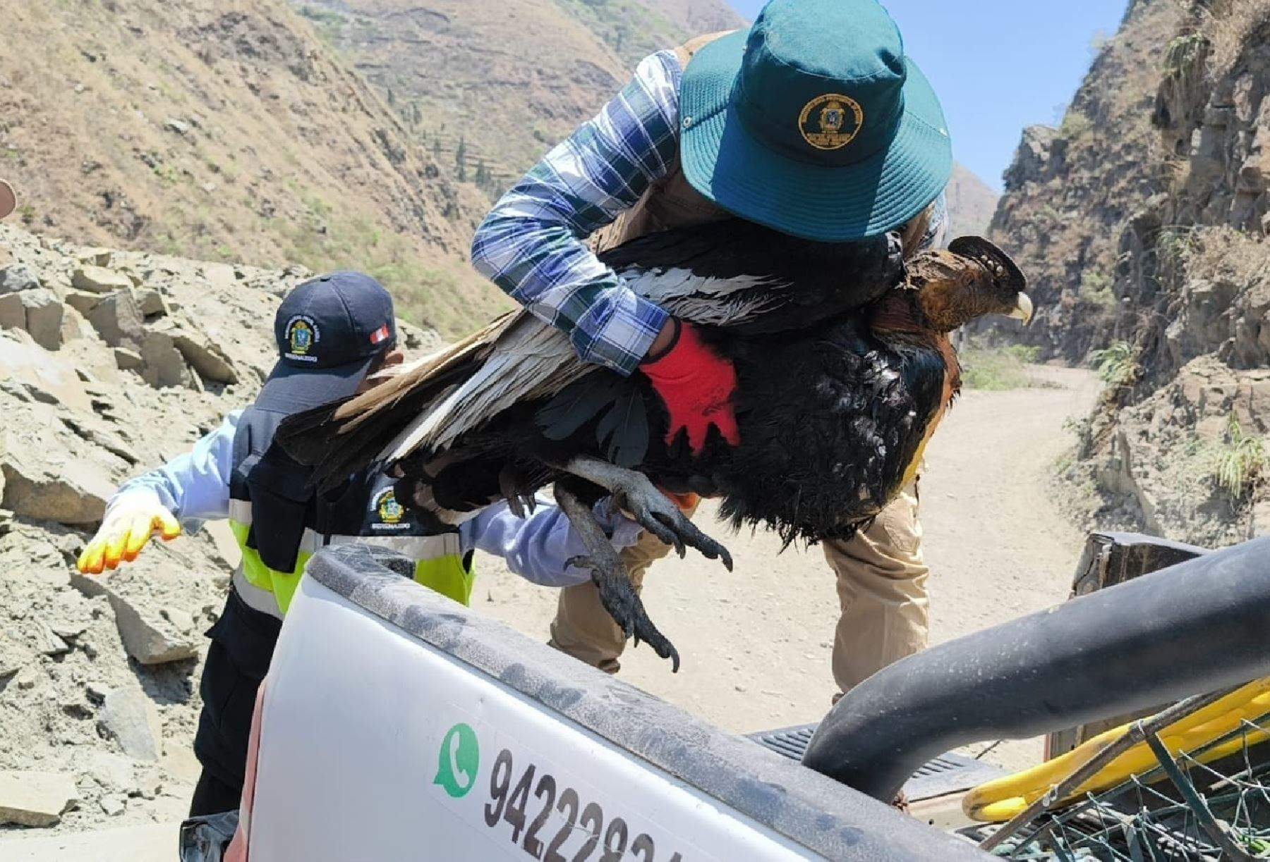 Rescatan y brindan atención a cóndor andino hallado en Sandia