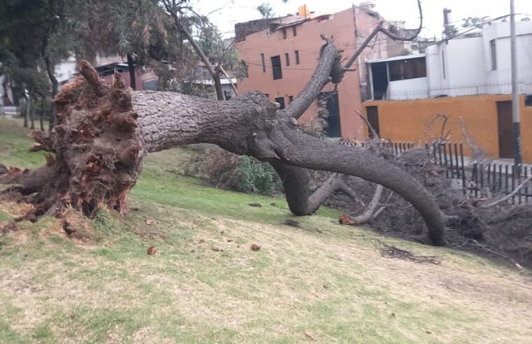 El Cercado se queda sin árboles