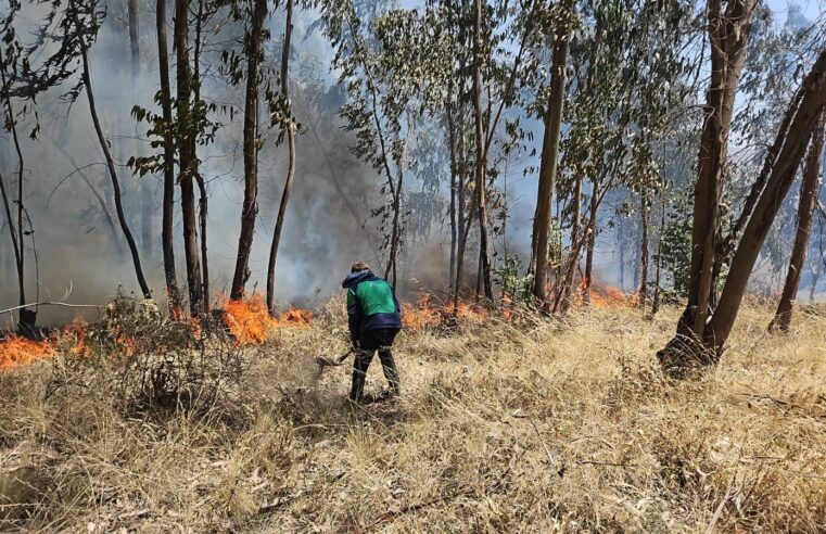 Incendio forestal afecta 15 hectáreas en Chiguata